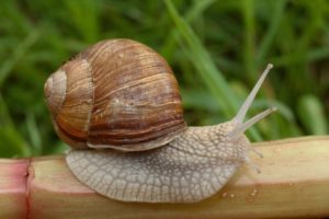 vinogradnaya-ulitka-helix-pomatia-foto-1024x682